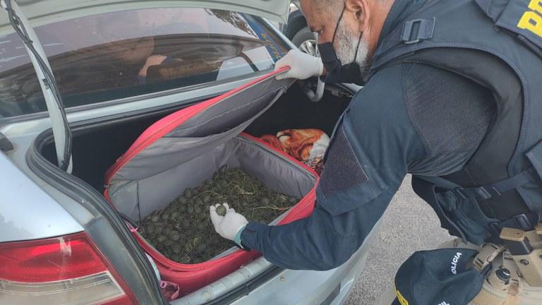 PRF resgata quase mil filhotes de tartaruga em Pelotas