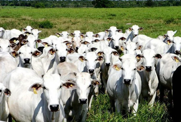 Agronegócio da pecuária de corte vale 10% do PIB