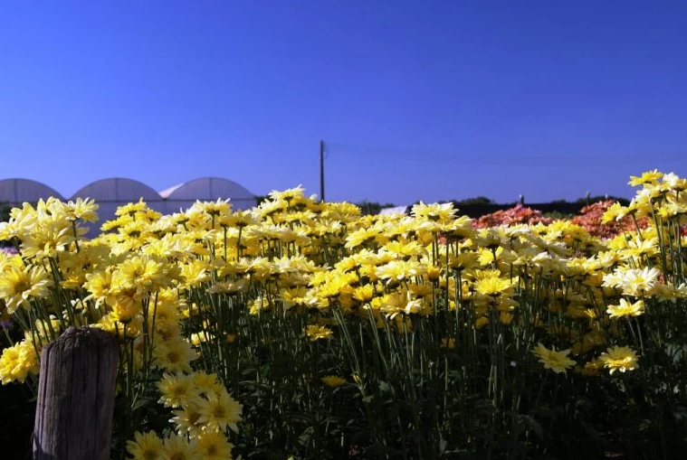 Floricultura brasileira gera R$ 7 bilhões em um ano