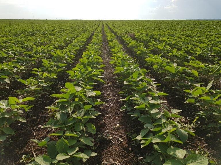Prazo para plantio da soja em MT é reduzido devido ação movida pelo PT