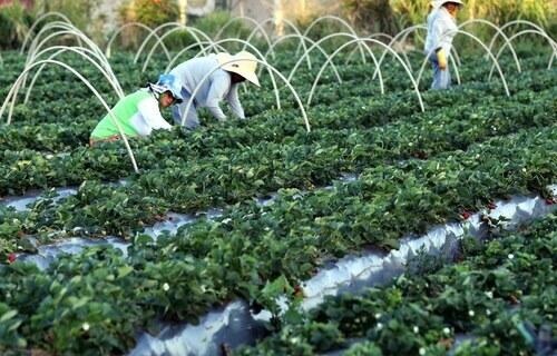 Plataforma 100% automatizada oferece crédito para agricultores familiares