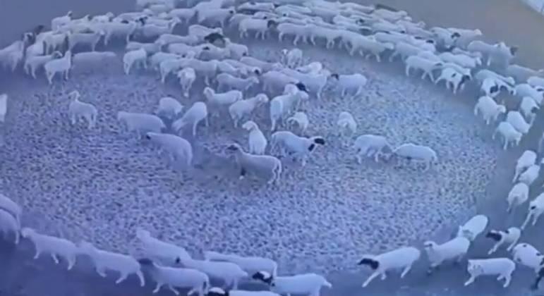 Ovelhas andam em círculo durante 12 dias seguidos