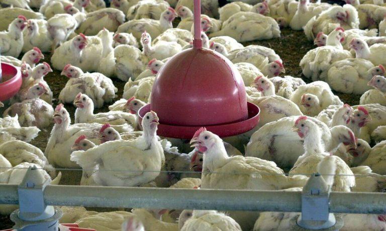 Japão abate 10 milhões de frangos em meio a surto de gripe aviária