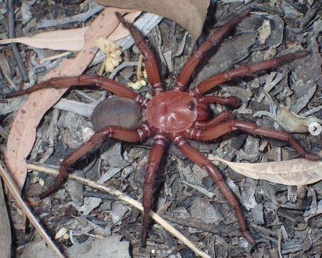 Aranha gigantesca capaz de morder humanos é descoberta