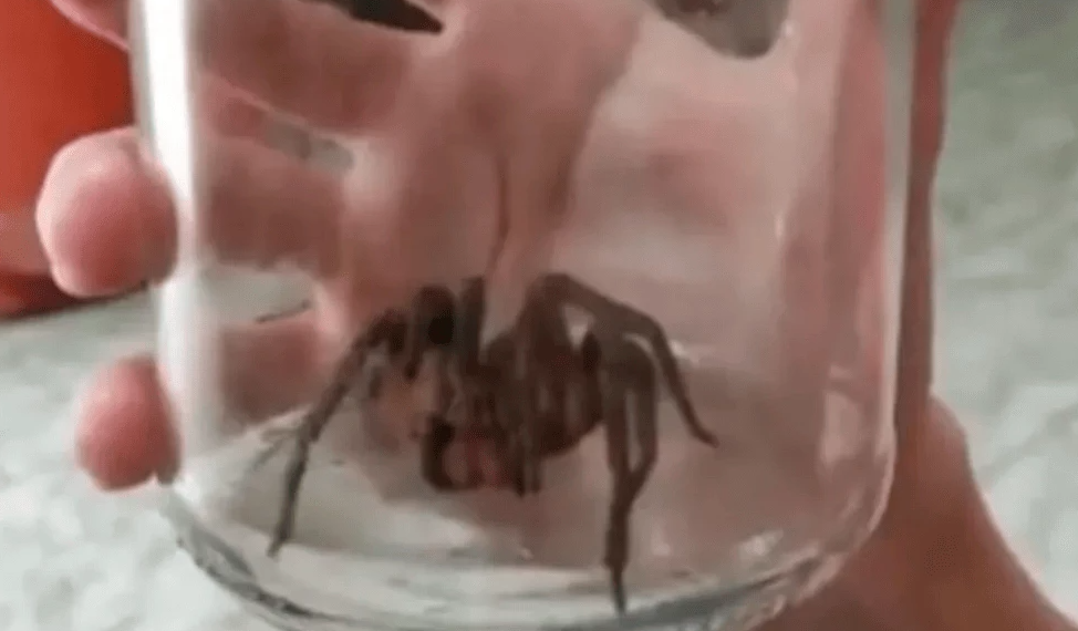 Aranha mais perigosa do mundo é capturada em casa no Brasil