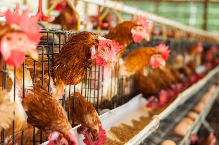 Argentina extermina 200 mil galinhas para tentar conter gripe aviária