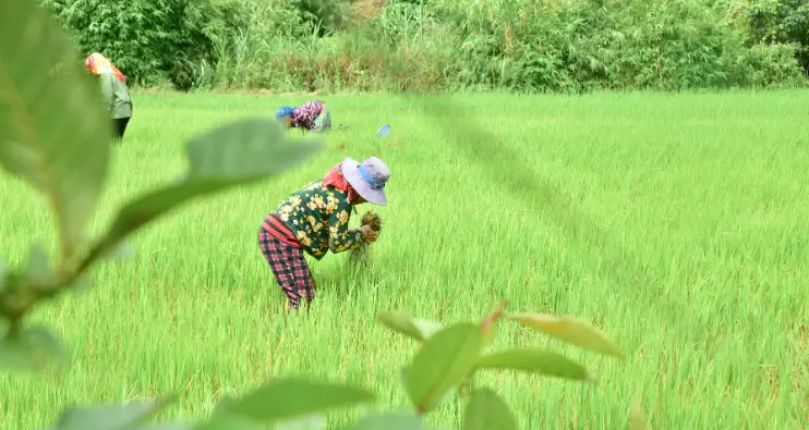 Família e vizinhos se unem contra cristãos no Vietnã