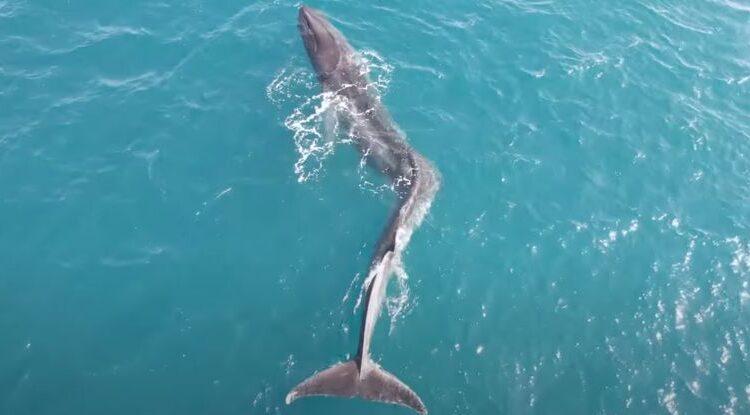 Uma enorme baleia com escoliose grave foi filmada nadando na costa espanhola
