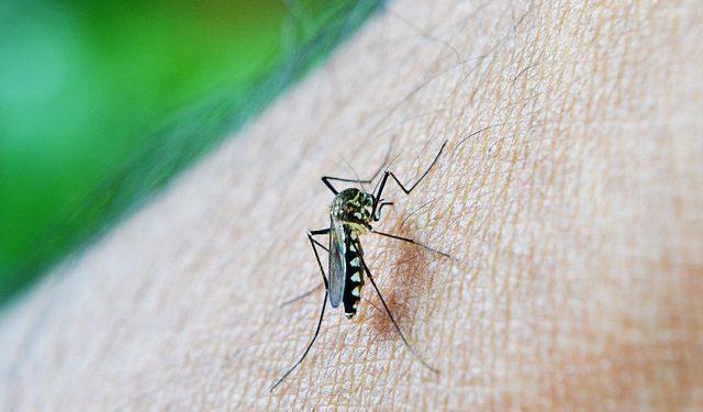 Casos de dengue no Brasil aumentam 30% nos quatro primeiros meses de 2023