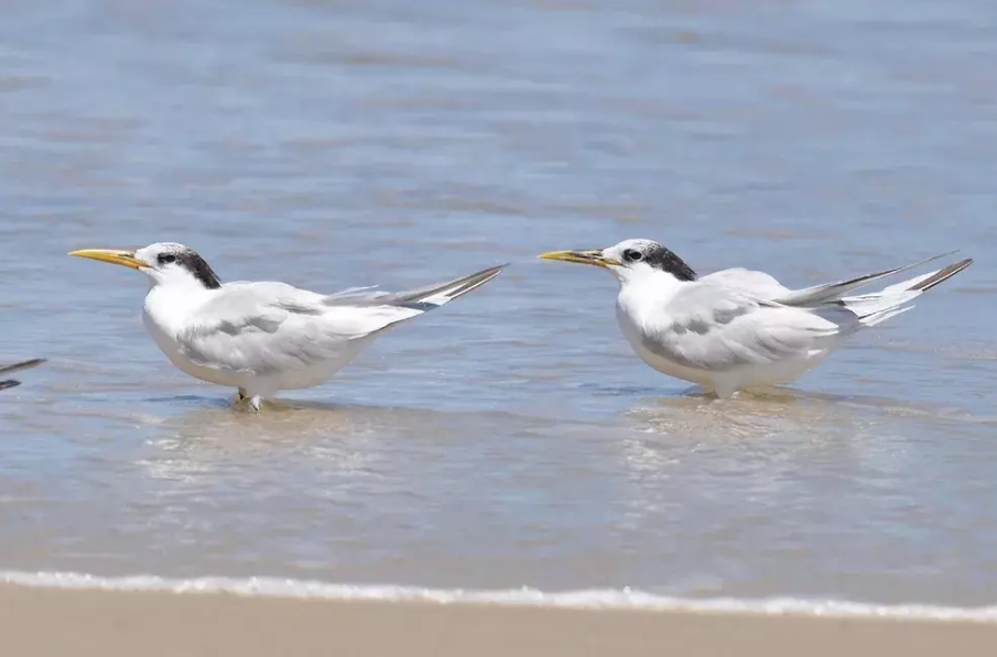 Espírito Santo sacrifica animais para conter avanço de gripe aviária
