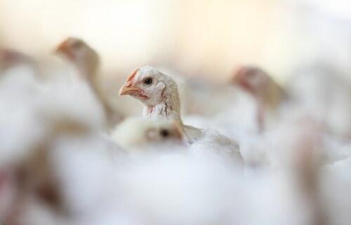 Ministério da Agricultura declara estado de emergência zoosanitária em todo o território nacional