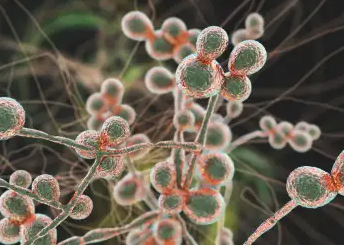 Pernambuco confirma quarto caso de superfungo em hospitais