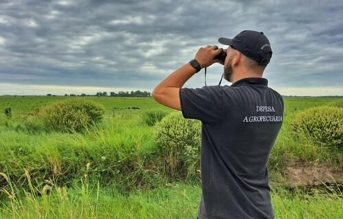 Rio Grande do Sul intensifica vigilância da gripe aviária no estado