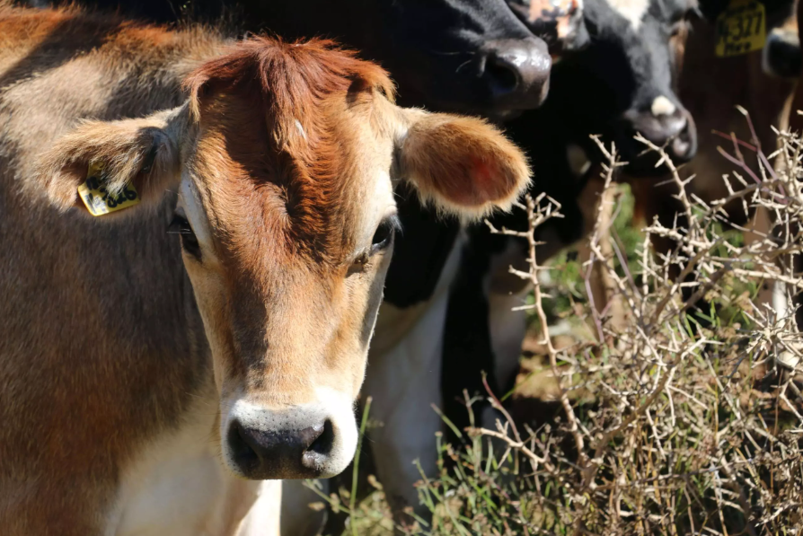 Irlanda pode abater 200 mil vacas para combater as mudanças climáticas