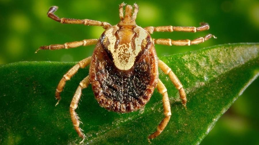 O que é febre maculosa? Veja sintomas, causas e tratamento