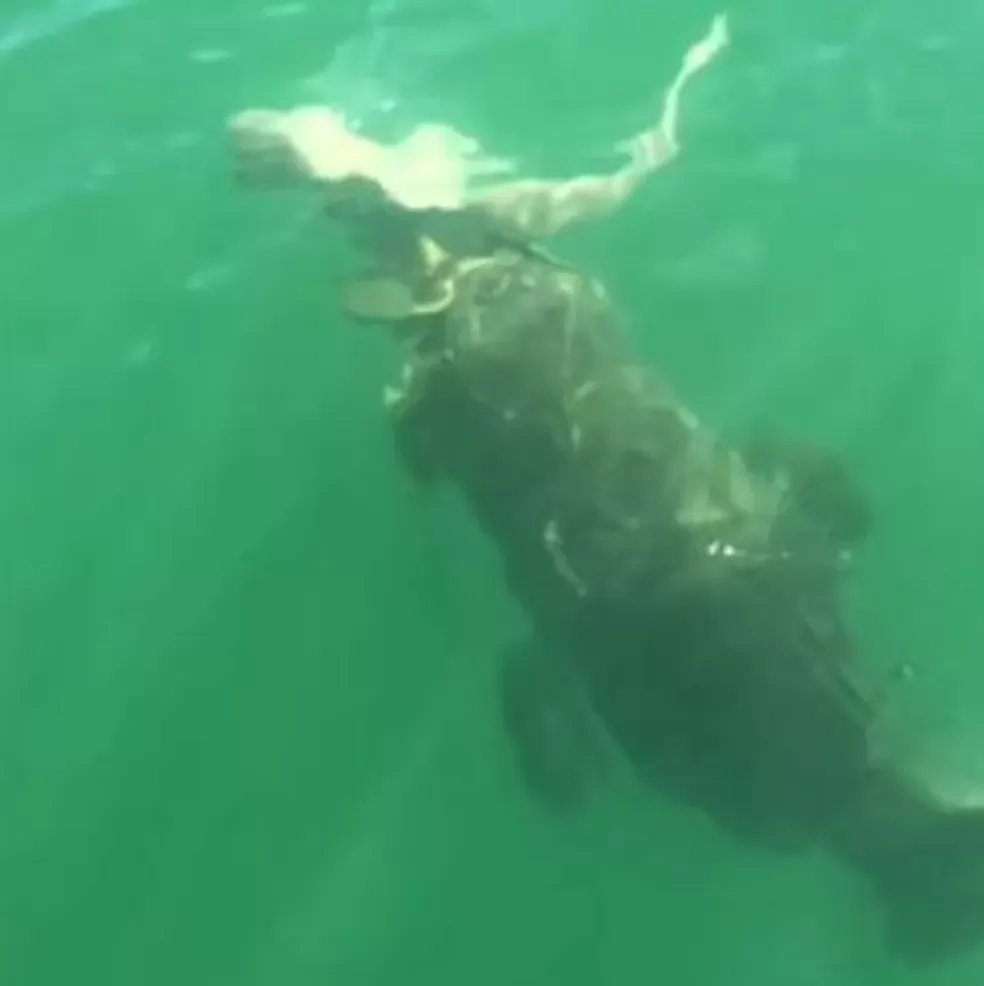 Pescadores flagram tubarão sendo engolido por garoupa de 500kg