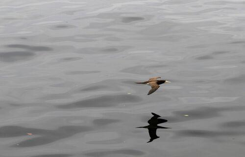 Primeiro caso de gripe aviária foi registrado no Paraná