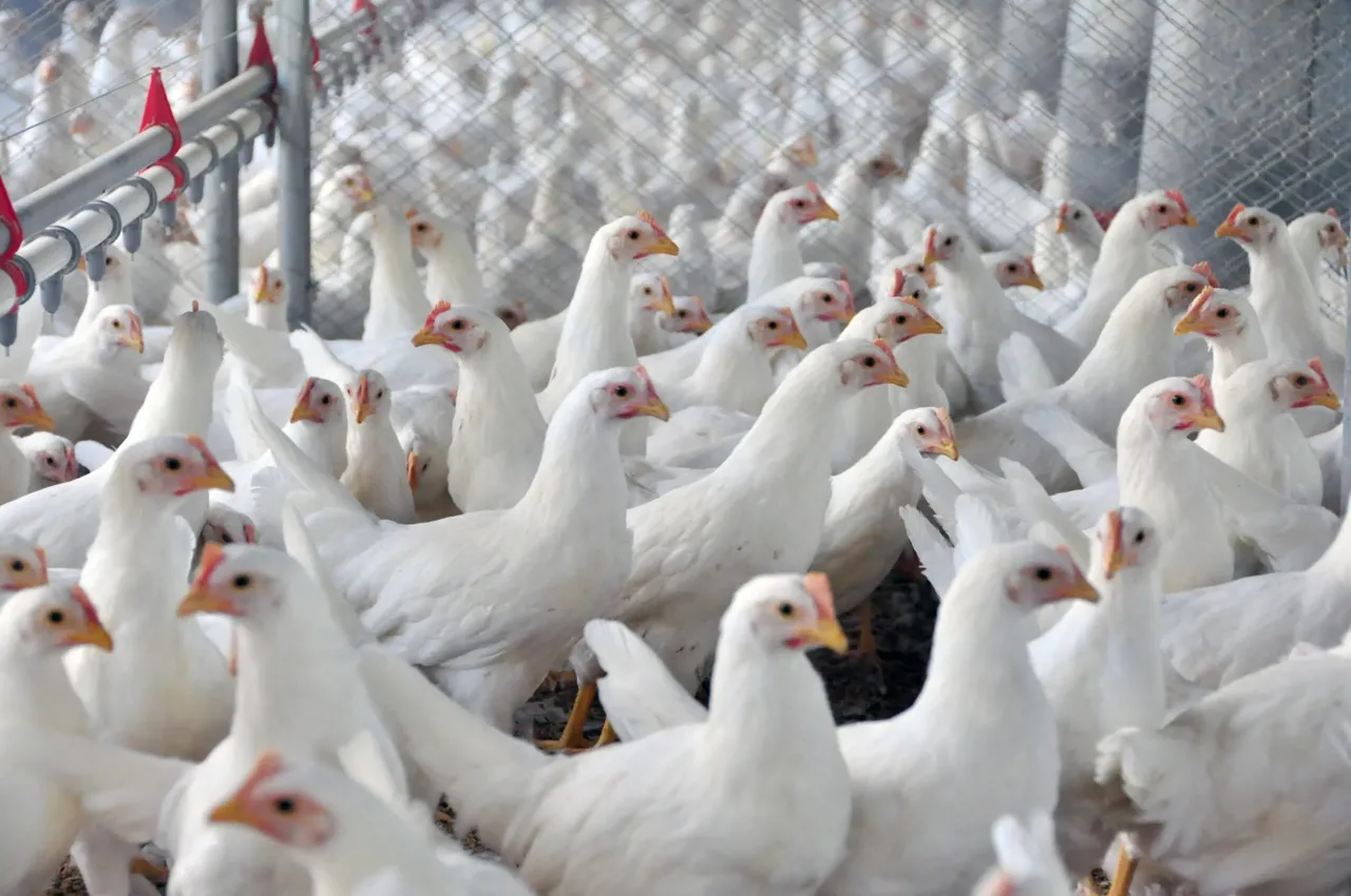 A Arábia Saudita está de olho no frango do Brasil