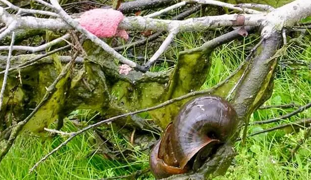Caracóis letais para humanos se alastram pelos EUA