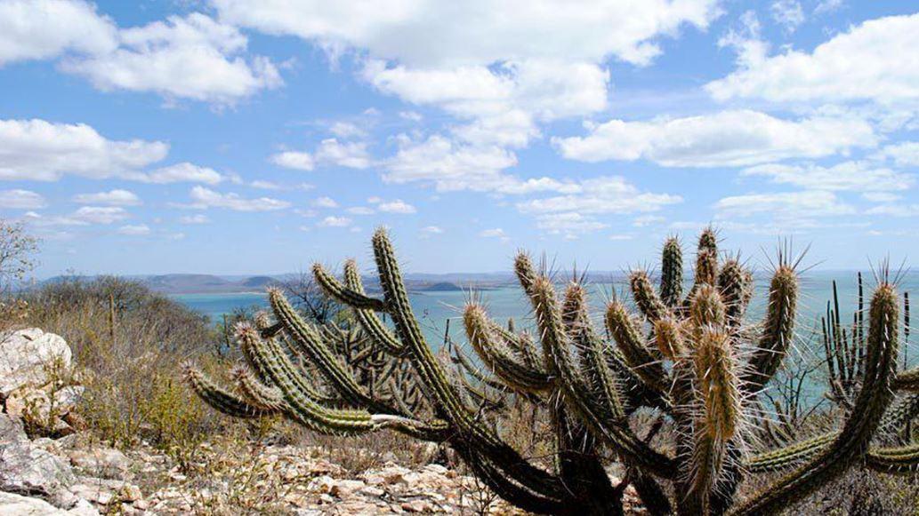 Consórcio do Nordeste pede ao governo criação do ‘Fundo da Caatinga’