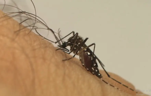 DENGUE: Com 1,6 milhão de casos registrados em 2023, doença registra alta