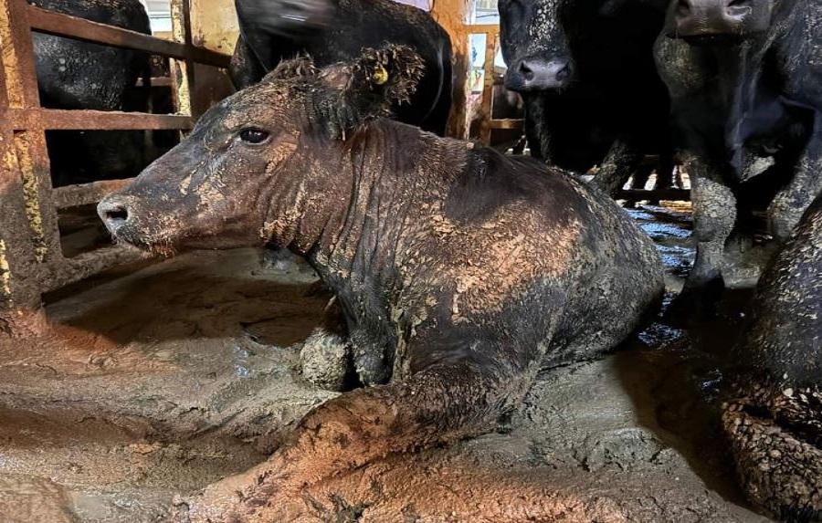 Capital da África do Sul é tomada por mau cheiro “inimaginável” por causa de navio que saiu do Brasil