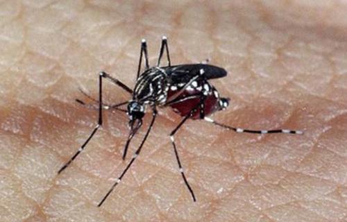 Dengue avança: Brasil ultrapassa 740 mil casos prováveis da doença
