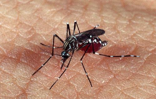 Dengue Hemorrágica: o que é e quais os sinais de alerta?