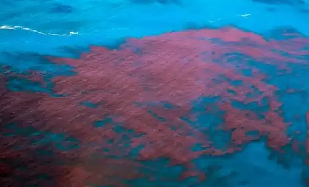 Maré vermelha: casos suspeitos de intoxicação sobem para 338