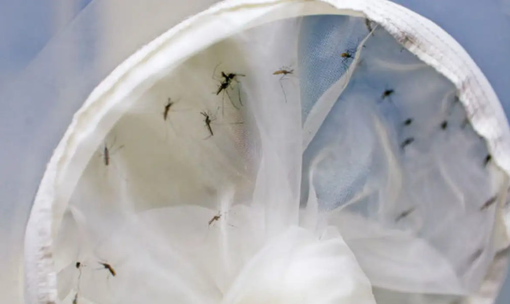 Brasil se aproxima de 400 mortes por dengue; Estados decretam emergência