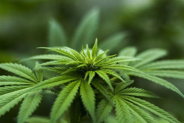 CCJ Do Senado Vota Na Semana Que Vem PEC Que Criminaliza Porte E Posse De Todas As Drogas