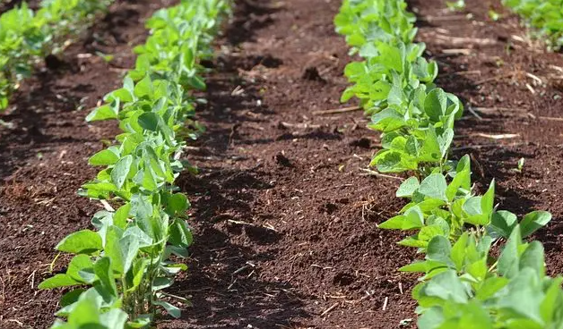 Pedidos de recuperação judicial de agricultores cresceram 535% em 2023