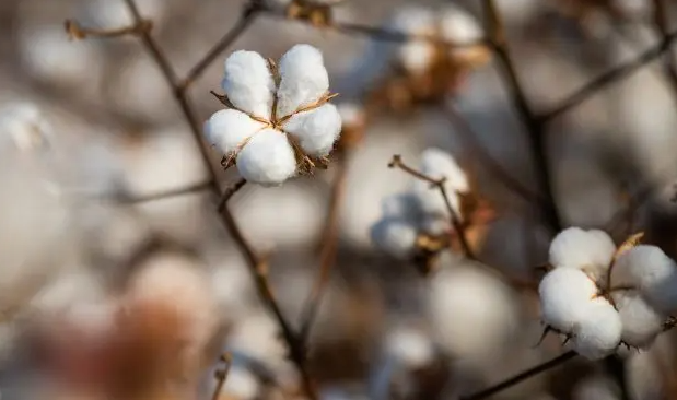 Auditoria desmente ONG e atesta qualidade da produção de algodão no Brasil