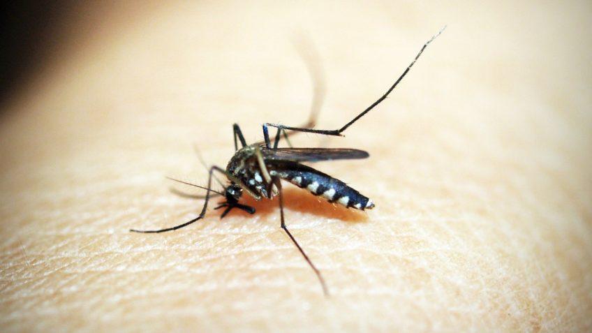 Brasil bate recorde histórico de mortes por dengue