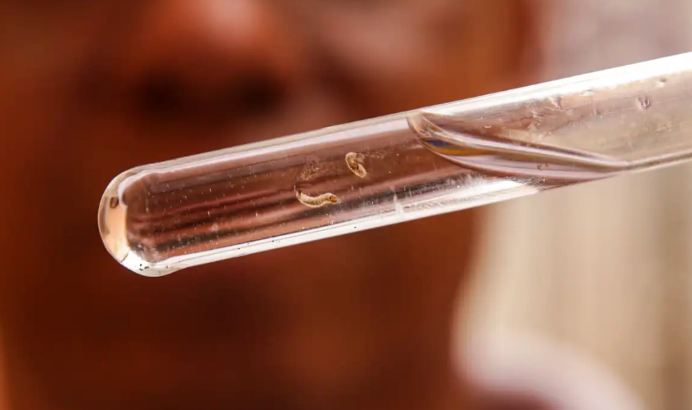 Brasil passa de 4 milhões de casos de dengue