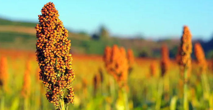 PIB do agro de SP avança 11,4% no início de 2024