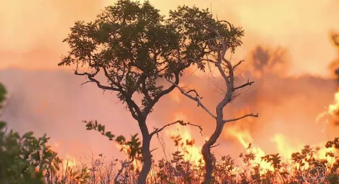 Brasil registra recorde de queimadas em 2024