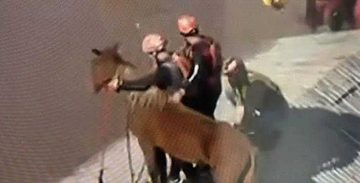 Cavalo ilhado no RS foi resgatado por bombeiros de São Paulo
