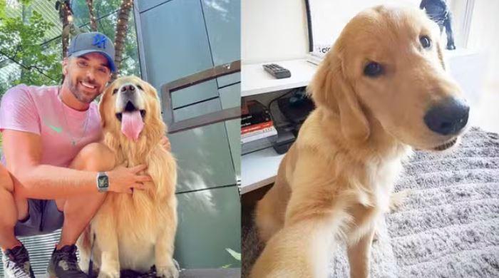Lei Joca: Câmara aprova projeto que regulamenta transporte de pets em avião