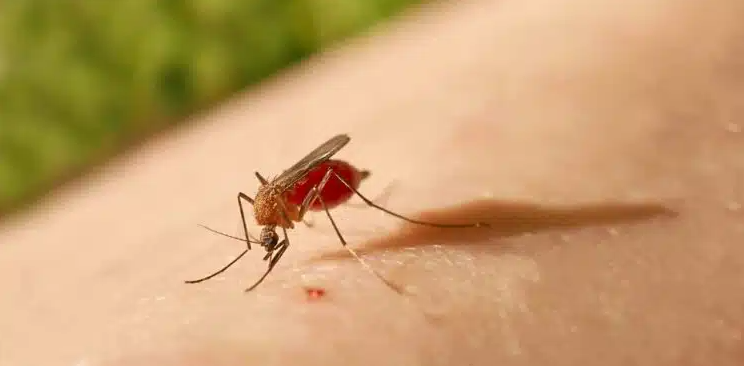 Saúde emite alerta urgente e fala em disseminação da febre Oropouche pelo país