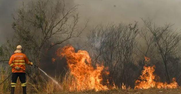 Incêndio no Pantanal devastou santuário de araras-azuis