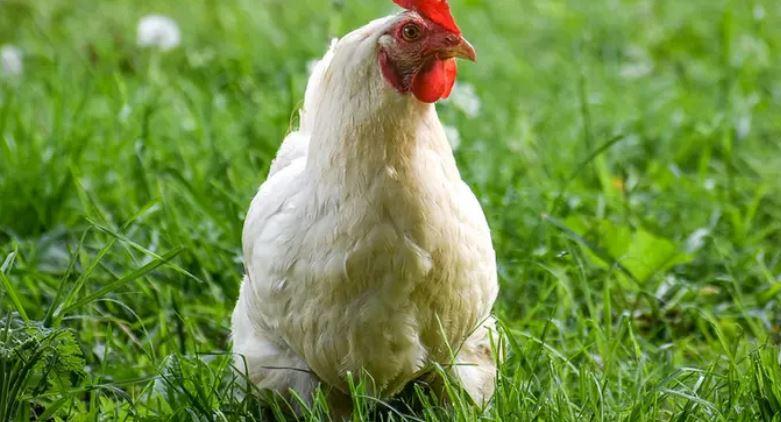 Governo confirma gripe aviária em criação doméstica em Mato Grosso